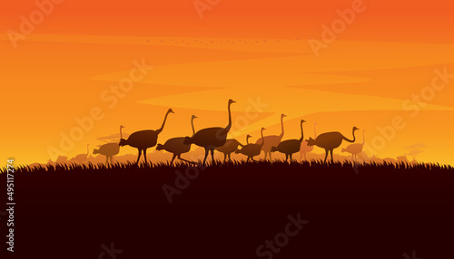 Vector illustration of Africa landscape with ostrich and sunset background. Safari theme