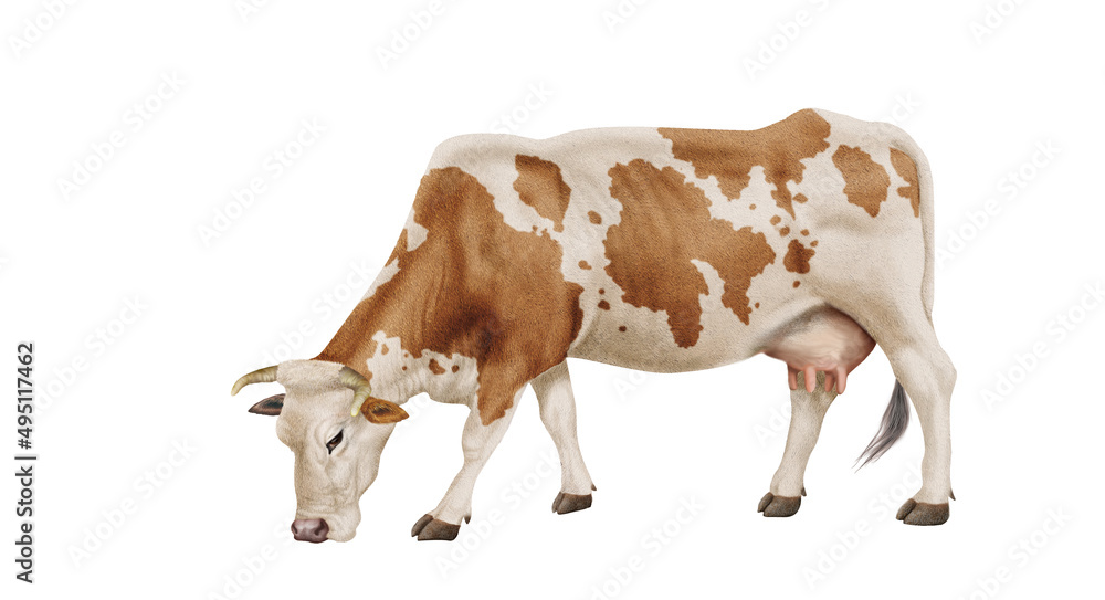 vache laitière, ferme, bétail, rousse et blanche, tache coeur,  , brouter, en broutent, mollet, gazon, prairie, champ, agriculture, alpage, exploitation laitière, lait, vert, animal, taureau, mammifèr