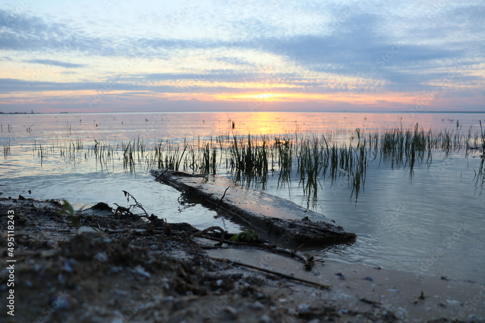 germination of reeds on the seashore. sunset
