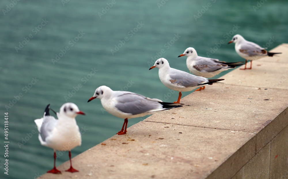 Fototapeta premium Photos of white gulls on the sea