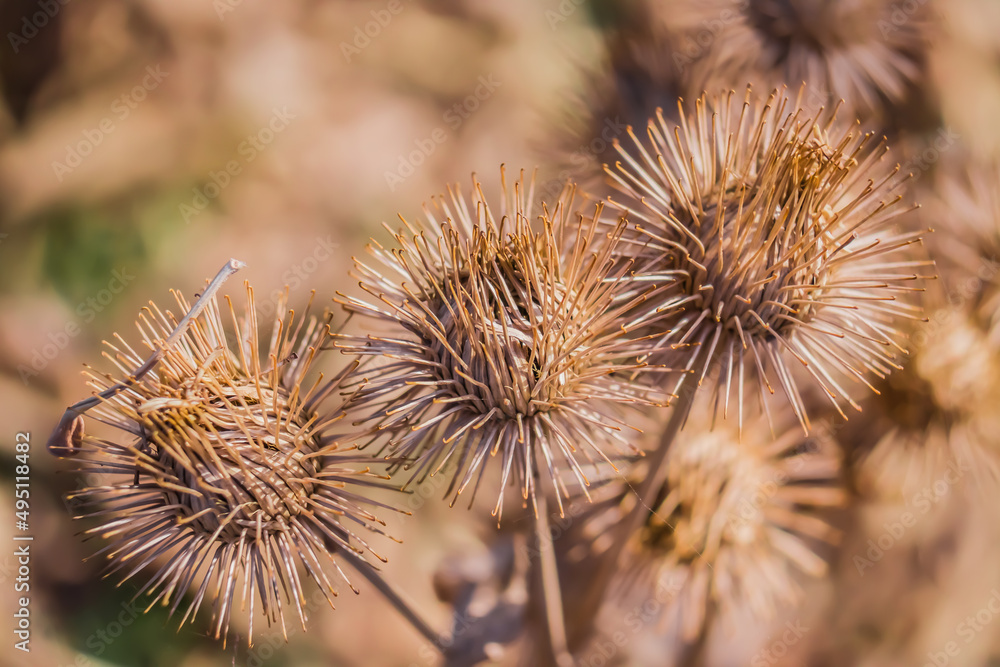 Dry thorny burdock plant in nature close-up. Dry thorny burdock plant in nature close-up.
