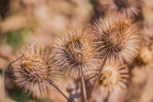 Fotografia Dry thorny burdock plant in nature close-up.