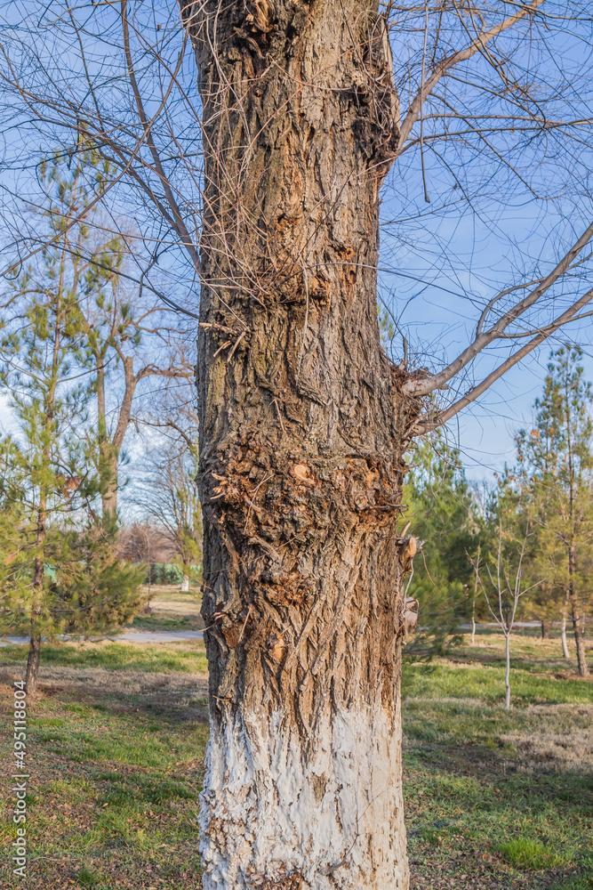 Fototapeta premium Trunk of an old deciduous tree close-up in nature in the park
