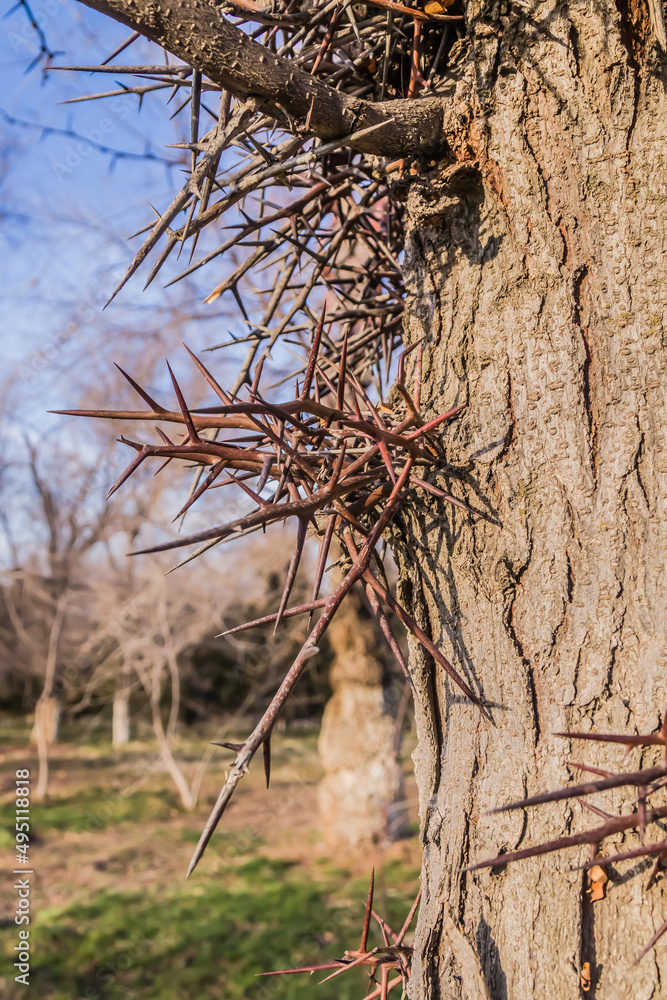 Thorny trunk of acacia tree in nature close-up Thorny trunk of acacia tree in nature close-up