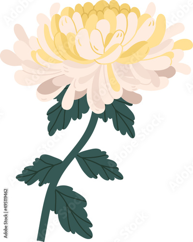 Tender Chrysanthemum Flower Colored Illustration
