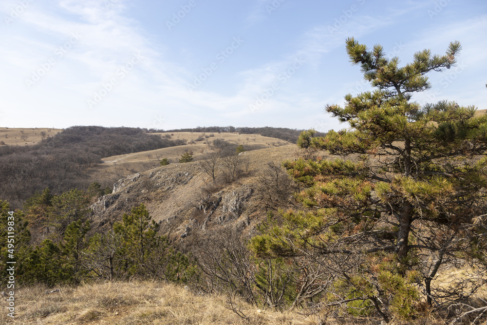 trees in the mountains