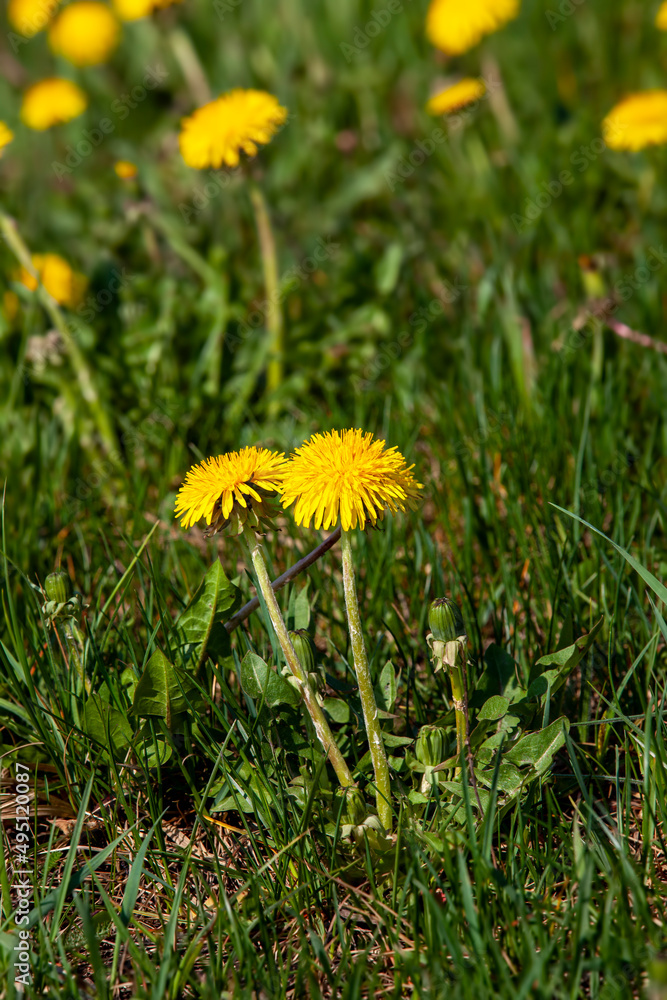yellow beautiful dandelion flowers with seeds yellow beautiful dandelion flowers with seeds