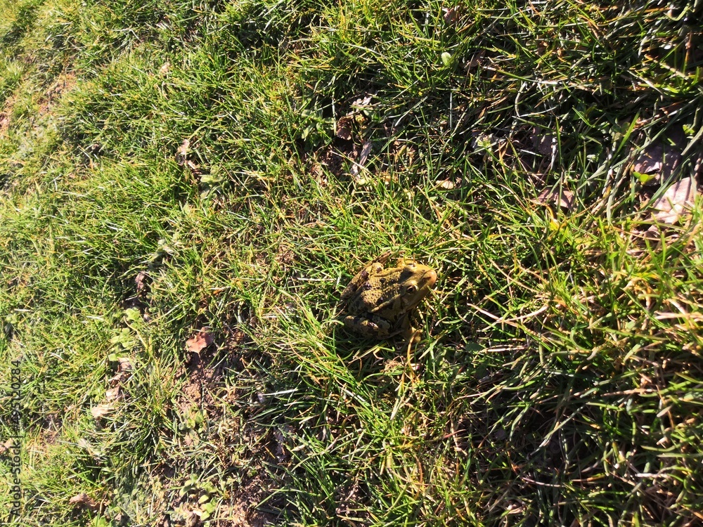 Obraz premium Ein Grasfrosch (Rana temporaria), aufgenommen in Nordhausen