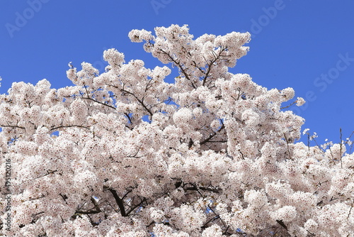 White Plum Blossom Flowers Against a Bright Blue Sky photo