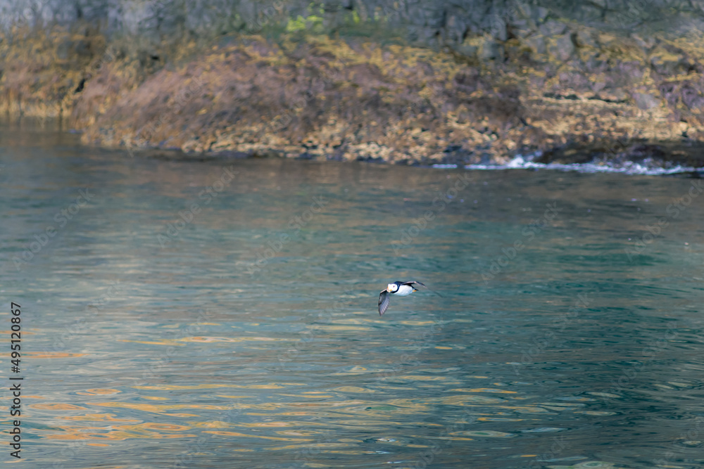 Puffin in flight over water