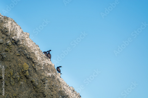 Cormorants on the stone