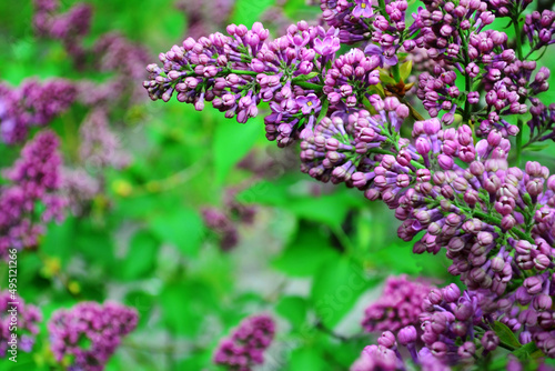 Lilac branch blooms in the Botanical Garden in spring 