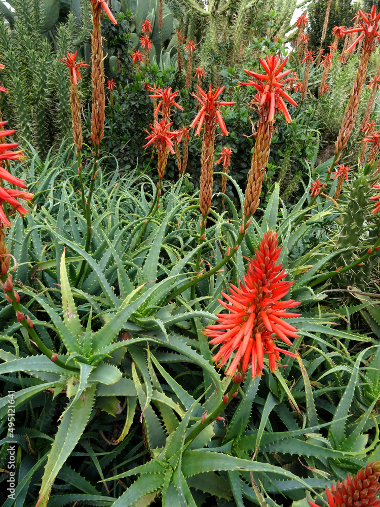 Bloomed aloe vera plants in the Aegean coastal town Bodrum, Turkey. Bloomed aloe vera plants in the Aegean coastal town Bodrum, Turkey.