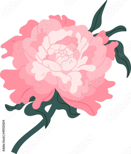 Elegant Blooming Japanese Peony Colored Illustration