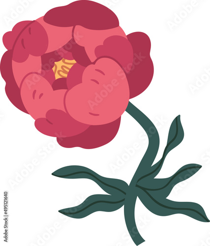 Romantic Peony Flower Colored Illustration