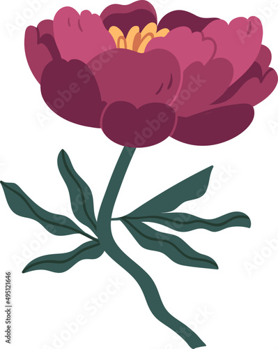 Gorgeous Peony Flower Colored Illustration