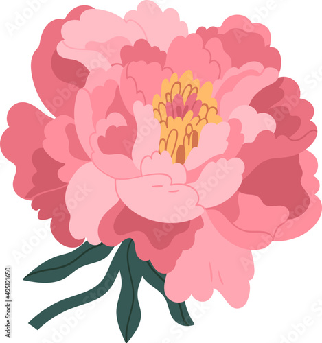 Delicate Peony Flower Colored Illustration