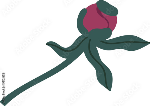 Peony Flower Bud on Stem with Leaves Colored Illustration