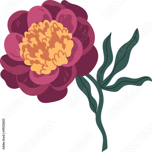 Lush Peony Flower Colored Illustration