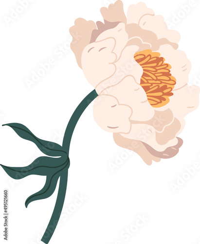 Beautiful Peony Flower Colored Illustration