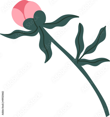 Peony Flower Bud on Stem with Green Leaves Colored Illustration