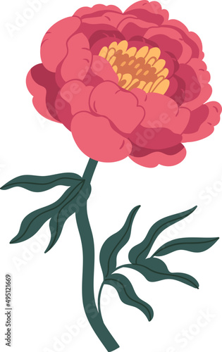 Elegant Peony Flower Colored Illustration