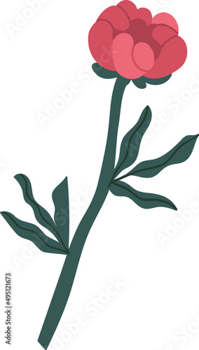 Tender Peony Flower Colored Illustration