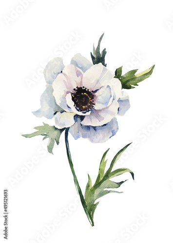 Beautiful anemone flower on a stem with green leaves. Pink and purple flower isolated on white background. Watercolor painting.