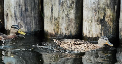 Closeup of waterfowl ducks birds swimming in pond lake, feeding foraging searching for food.
