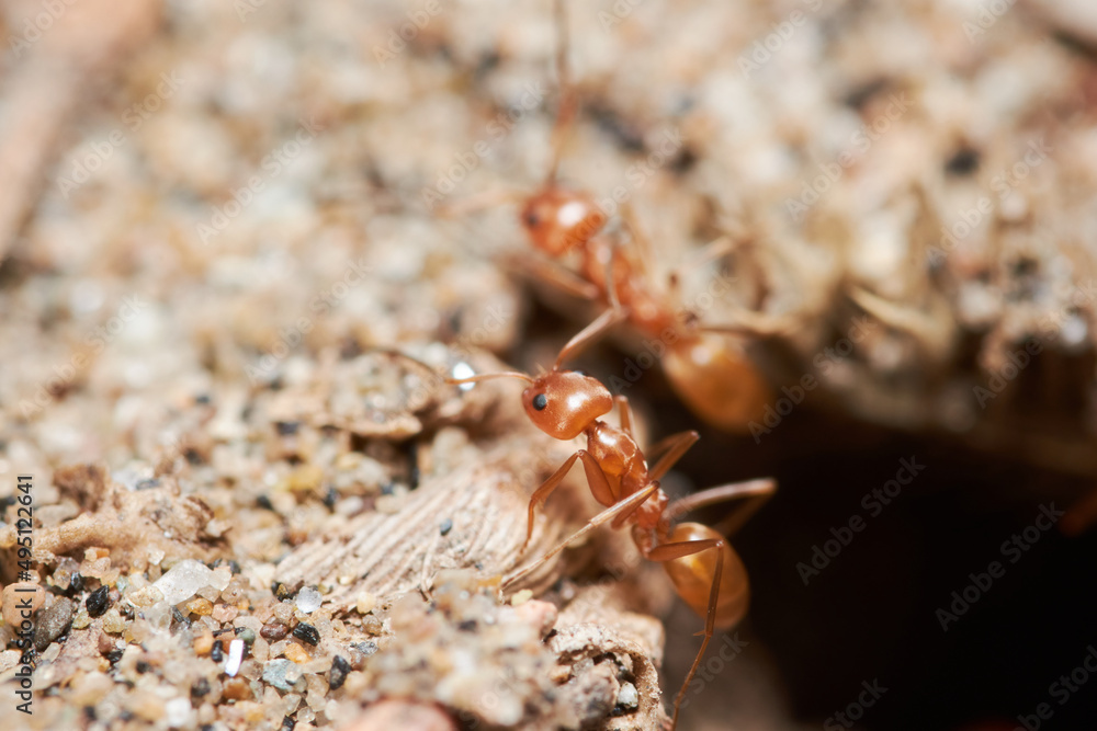 Red ant close up macro photography, can be used to represent pest control of an ant colony of the formica rufa kind of ants Red ant close up macro photography, can be used to represent pest control of an ant colony of the formica rufa kind of ants
