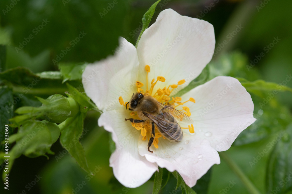 bee on a flower bee on a flower