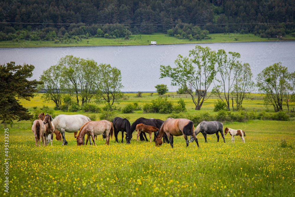 Fototapeta premium horses on the lake