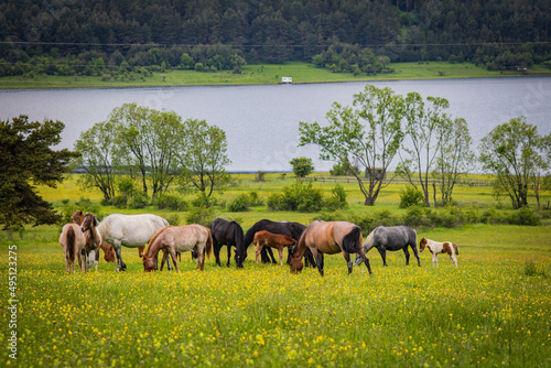 horses on the lake © Bilyana