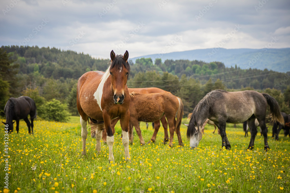 Obraz premium horses on the meadow
