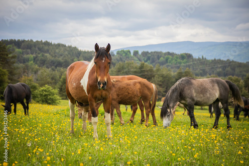 horses on the meadow © Bilyana