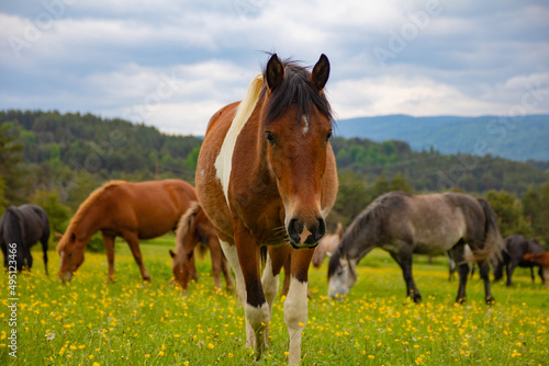 horse in the meadow © Bilyana