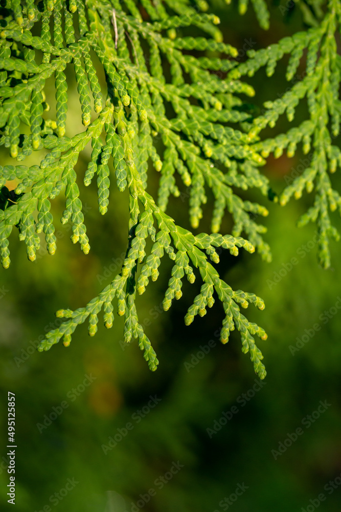 Green branch of Thuja macro photography on a sunny summer day. Green branch of a coniferous plant close-up photography in summer. Green branch of Thuja macro photography on a sunny summer day. Green branch of a coniferous plant close-up photography in summer.