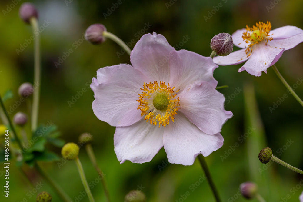 Blossom pale pink anemone flower macro photography in summer day. Windflower with light pink petals on green background close-up photo in summertime.	