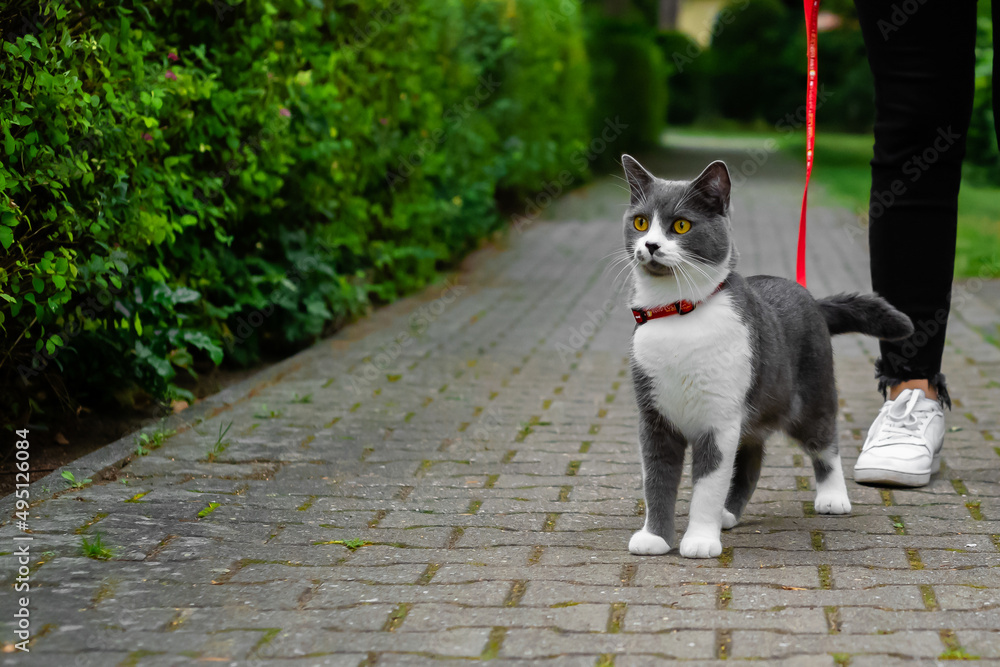 Cute young grey-white cat walking outside on the leash.