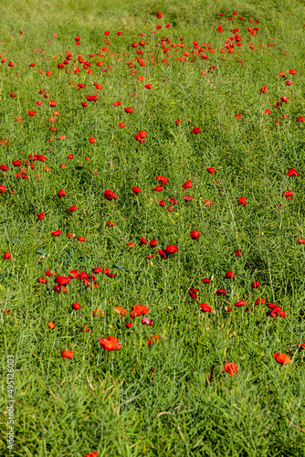 a red poppy flower in the spring season