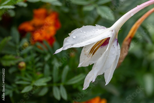 Blooming white Gladiolus murielae flower with raindrops macro photography. Garden Abyssinian gladiolus with water drops on a white petals close-up photo in summertime. 