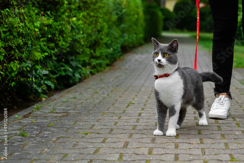 Cute young grey-white cat walking outside on the leash.