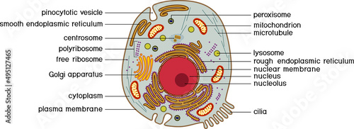 Animal cell structure. Educational material for biology lesson