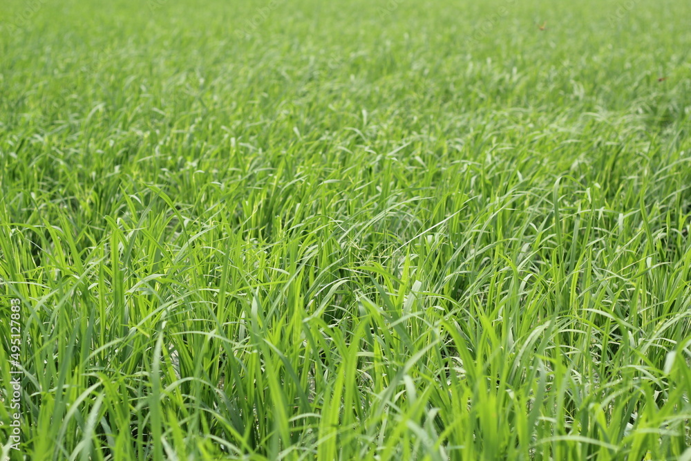 Green paddy plants on waving on the paddy field