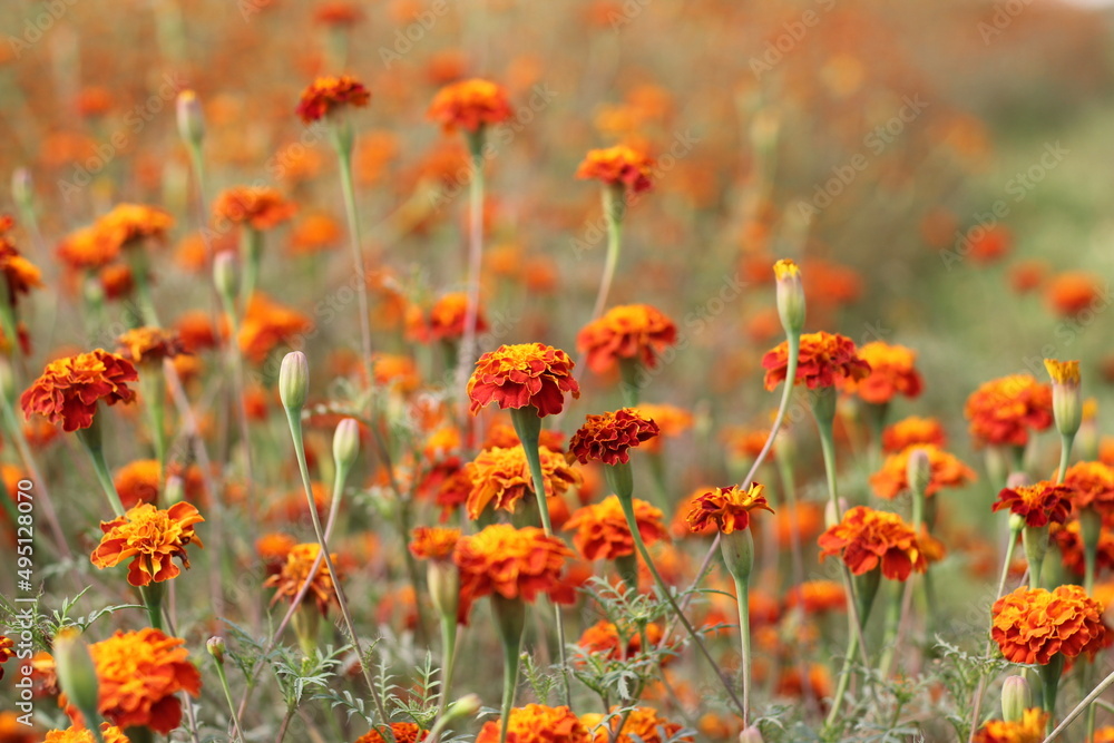 A bunch of marigold flowers blooming