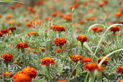 Red marigold flowers blooming on garden