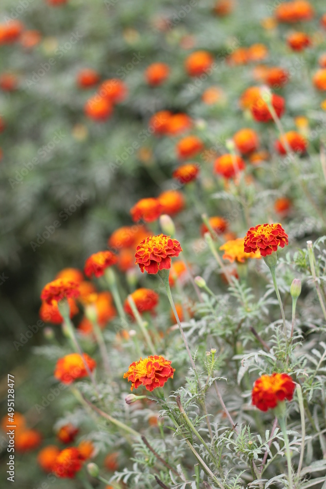 Red marigold flowers blooming on garden