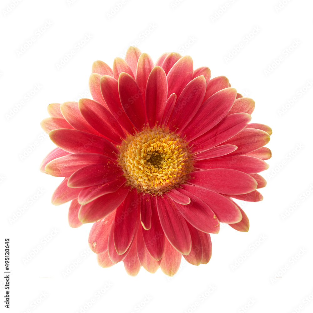 Beautiful gerbera flower. Gerbera is native to tropical regions of South America, Africa and Asia..