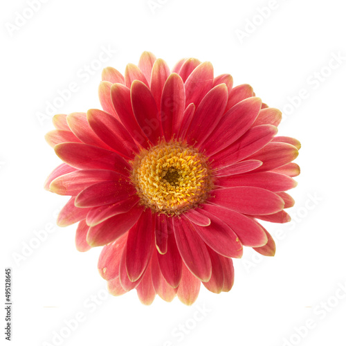 Beautiful gerbera flower. Gerbera is native to tropical regions of South America  Africa and Asia..