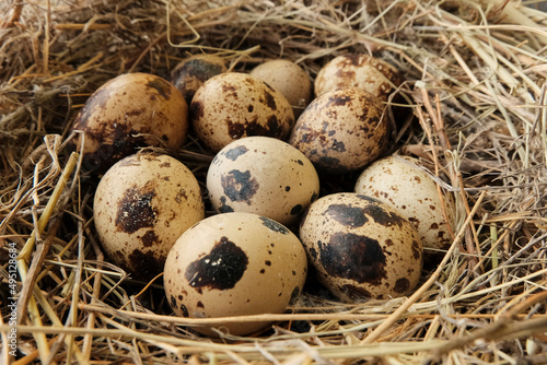 quail eggs in the nest